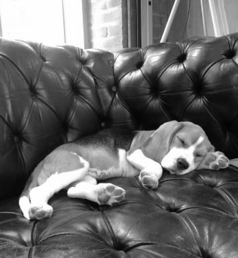 Bella the Beagle