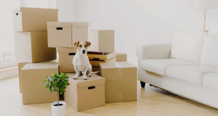 is furnished or unfurnished better